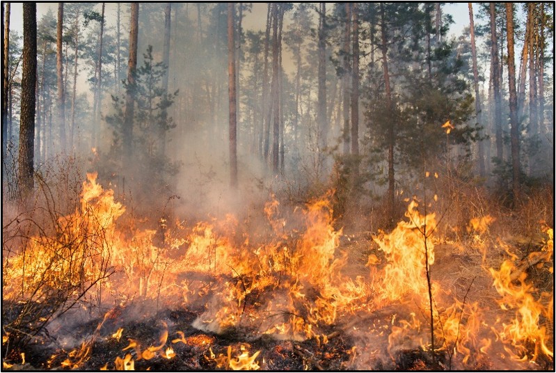 Firewise digi doc photo 1.jpg